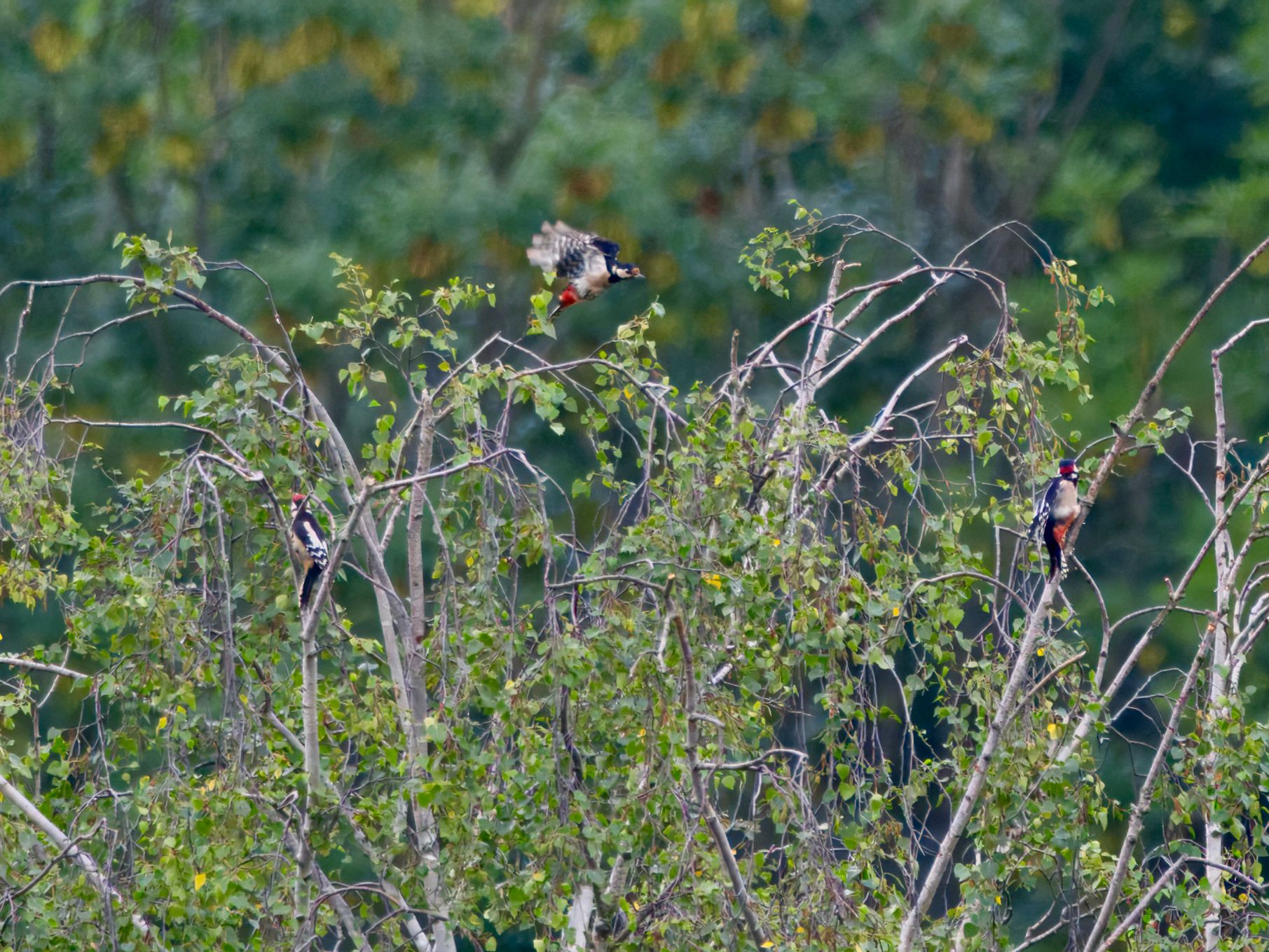 Drei Buntspechte in der Baumkrone: links ist ein Jungvogel mit roter Kopfplatte zu sehen, in der Mitte fliegt ein Weibchen, rechts sitzt ein Männchen auf einem Ast.